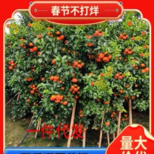 �V���޽�ɰ�ǽ��Ә����҃��������ӹ������ĕ�����ɳ�����ӎ���