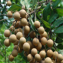 ���ۻ���ֱ�l���l�ϱ��Nֲ�������Ե��dͥԺ����