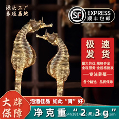【热销款2号】溯源海马干货泡酒非中药材煲汤滋补资质齐全现货