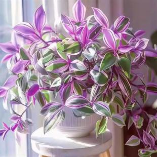 Oil Painting Wedding Purple Orchid Soil Culture Hanging Basket Potted Indoor Balcony Green Plant Potted Plant Can Be Cut and Hung for Easy Maintenance