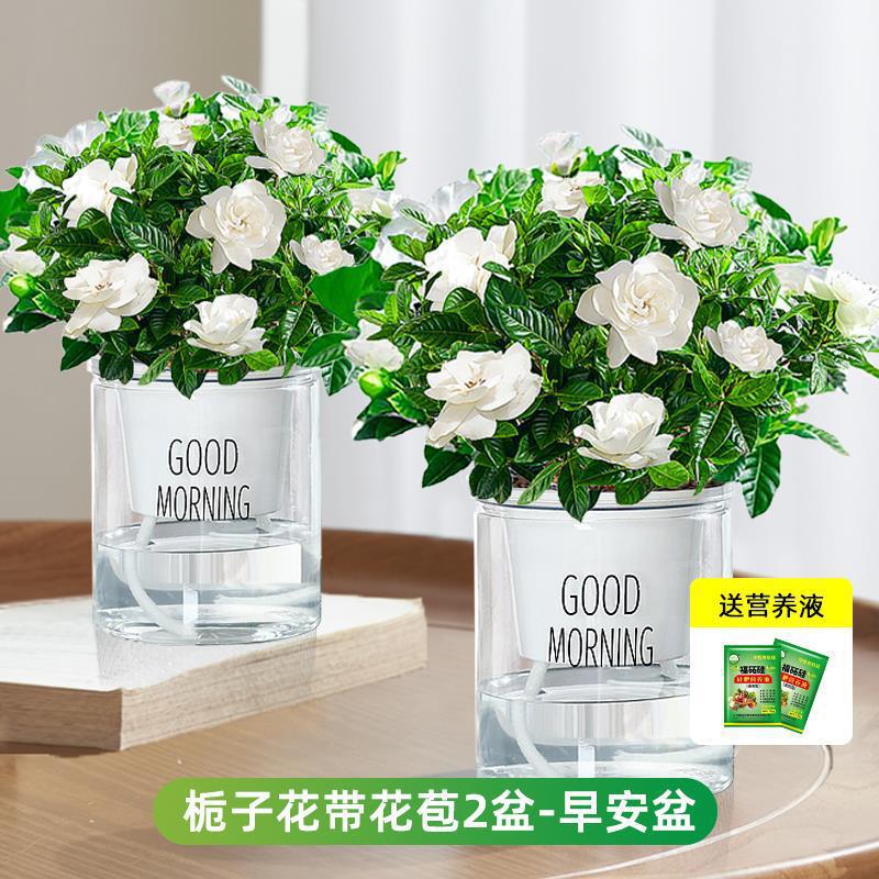 [두 화분 특가] 부티크 90#싹이 있는 치자나무(굿모닝 화분) + 영양액