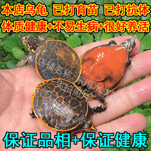 ���������M���A�M�t�����~�׻��B����������ˮ�����~�S�^�p�M