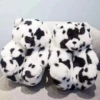 Black and White Matter Niu Teddy Bear
