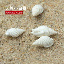 天然海螺贝壳500克小白螺白米螺漂流瓶微景观盆栽材料批发一斤装