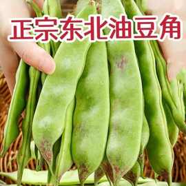 东北油豆角非一点红豆角新鲜蔬菜九月青豆角开锅烂食用农产品