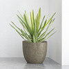 软胶材料手感长叶芦荟高仿真绿植盆栽沙生植物多肉绿植假植物|ms