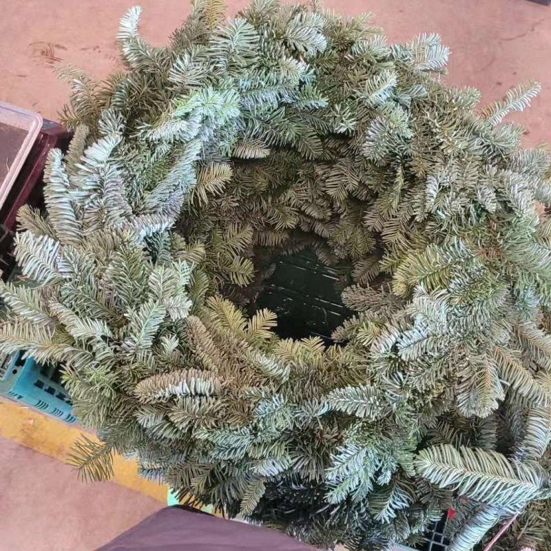 进口鲜活诺贝松圣诞树花环天竺少女柳杉蓬莱真松枝圣诞节装饰绿植