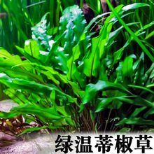 绿温蒂椒草淡水活体阴性水草植物鱼缸造景前景草中景不用二氧化碳