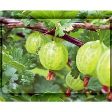 厂家直供膜内贴标零食盒饼干桶多种规格来图制作pp膜花膜