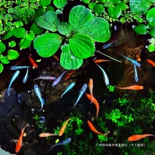 �^�����F�~����ϲ������^�p�~ С���\��С�~�����B���B�~