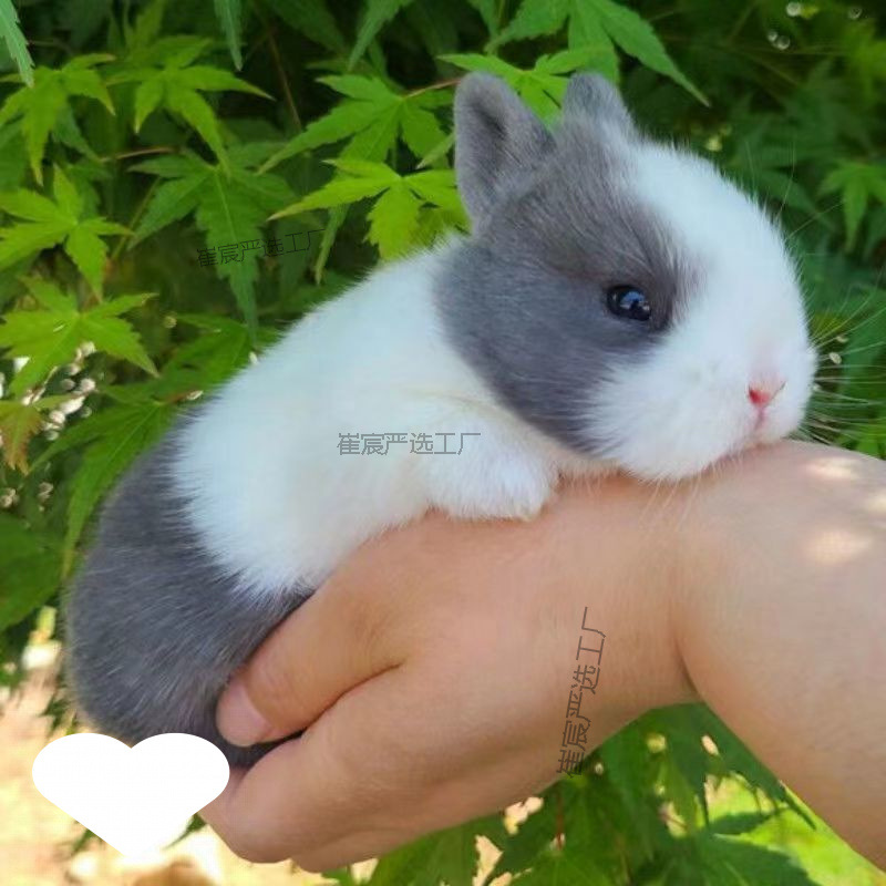 Rabbit, tea cup, pet