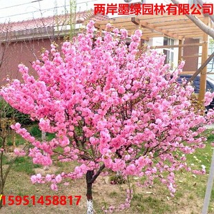 Courtyard Ground-Planted Tall Plum Saplings, Red Plum Saplings, Winter Florals, Wintersweet Florals, Four-Season Potted Saplings, Green Plum Trees