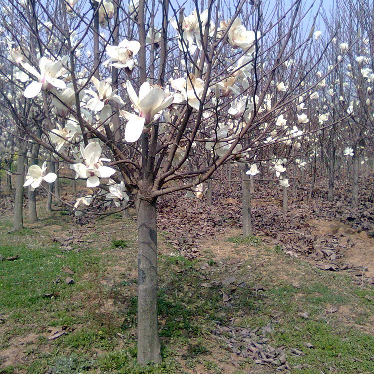红玉兰树苗白玉兰花苗紫玉兰苗二乔玉兰嫁接玉兰广玉兰苗绿化批发