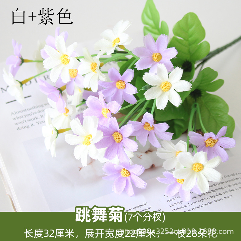 Dancing Chrysanthemum Blanco + púrpura