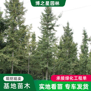 �y�Ә���@�ֹ��̾G���^�~ֲ���ļ��Nֲ�쾰ռ�ذ׹�����~�y�Ә�
