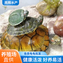 情侣小乌龟活体小巴西龟苗活物绿色彩龟一对红耳家养龟宠物观赏龟