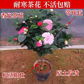 四季香妃茶花盆栽带花苞五色赤丹山茶花树苗多色好养花苗室内植物