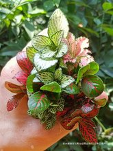 ̦�\΢���^DIY���� �W�y�݆��wֲ���r��Gֲ���B��ˮꑸ��쾰ާ�