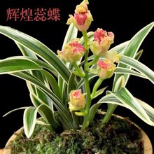 �؃r8��̓r���N�m�����Խ�߅���m�҃ȿ͏d�̨�Gֲ����