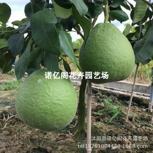̩���t��ʯ�t������ �޽���Խ���������ļ���Ƥ���� �Ϸ������Nֲ