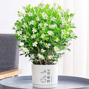 ������ˮ��ֲ�������ļ��_����������ǧ���ۘ����Ϙ��҃��׻�Gֲ