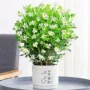 水培盆栽四季植物九里香