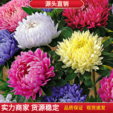 ջNNӽDN¾ջNļ׷Nɫذΰ껨