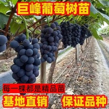 巨峰葡萄树苗南方北方种植爬藤葡萄树苗阳台盆栽庭院地栽葡萄树苗