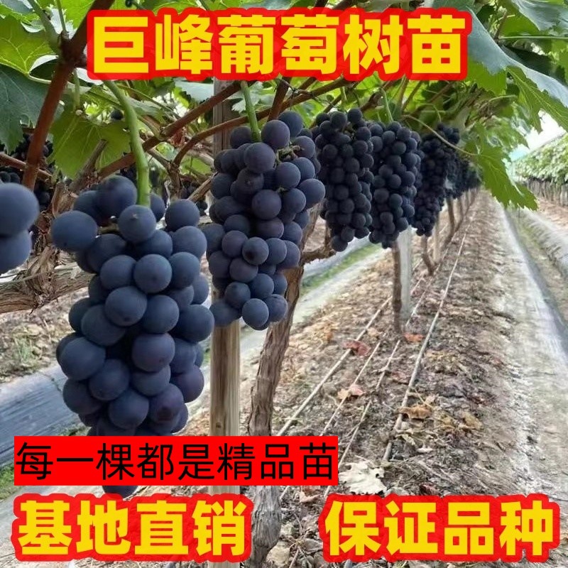 巨峰葡萄树苗南方北方种植爬藤葡萄树苗阳台盆栽庭院地栽葡萄树苗