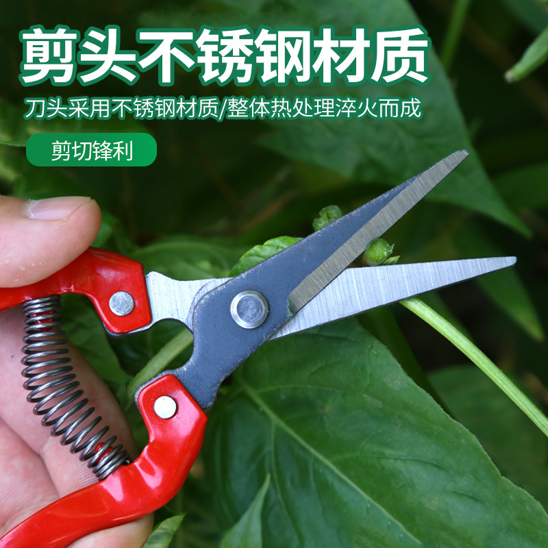 Winda tijeras de recolección de frutas de acero inoxidable cosecha de uvas tijeras de frutas raras tijeras de naranja níspero tijeras de poda de jardinería al por mayor