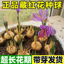 ș�òؼt���N�������ͺ��̓����ܷ��t���N�����҃�����ș�ķNֲ��