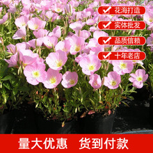 ҊݷNSҊݻѶ޸̨ͥԺ@G