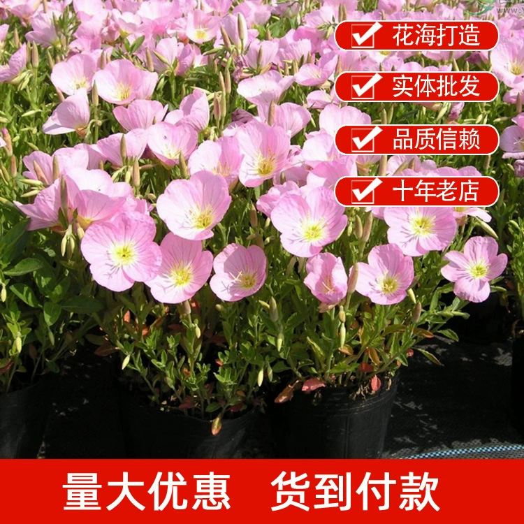 Красивые семена примулы вечерней желтый цветок ВЕЧЕРНЕЙ ПРИМУЛЫ семена многолетние корни балкон двор парк озеленение цветок море строительство