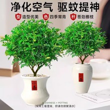 ����ľ�����k���҃�����GֲС���Ժ���ľ���ֲ����B��ܾGֲ