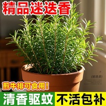 �Ե��������҃�ֲ���ʳ�ñ��ɾGֲ�̨��û����ļ����B���ֲ��