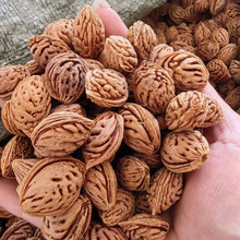 批发新采毛桃种子 桃树种子 桃核树种子桃胡种子果树种子