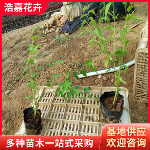 ��Ļ� ���С�� �S��õ �G������ ɽ�|�G�������