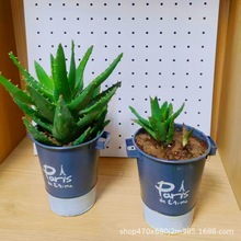 ����С�FͰ�r���ɻ��廨Ͱ�Fˇ���⻨��Gֲ��ˇ�[�������J�C�쾰