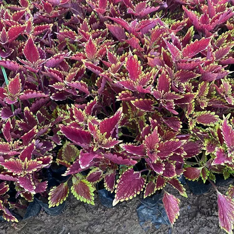 Цветная основа для посадки травы с листьями, ландшафтные растения, красочные листья, красочная трава с листьями