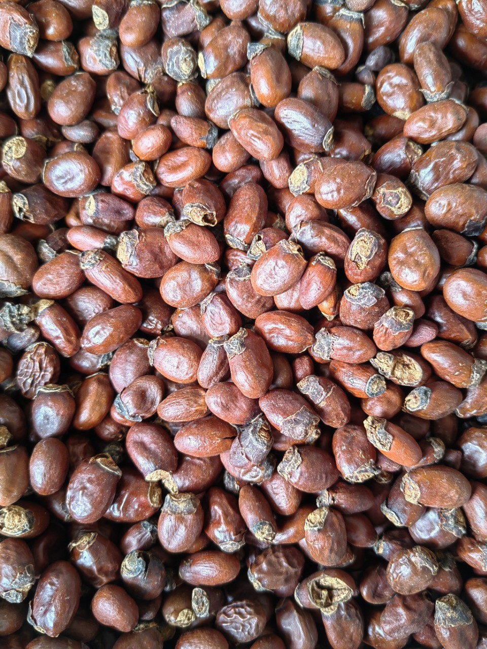 Lychee Seed (Litchi chinensis) — Dried Food Herb, Whole Seed & Powder key features