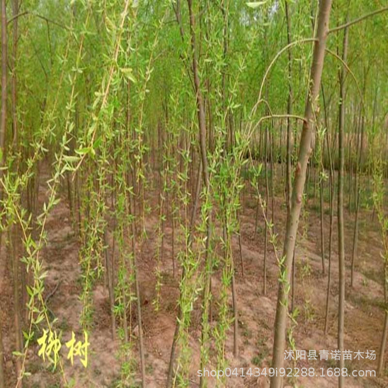 苗圃直销柳树庙 青皮垂柳 黄垂柳 直柳树苗 规格齐全 价格优惠-阿里巴巴