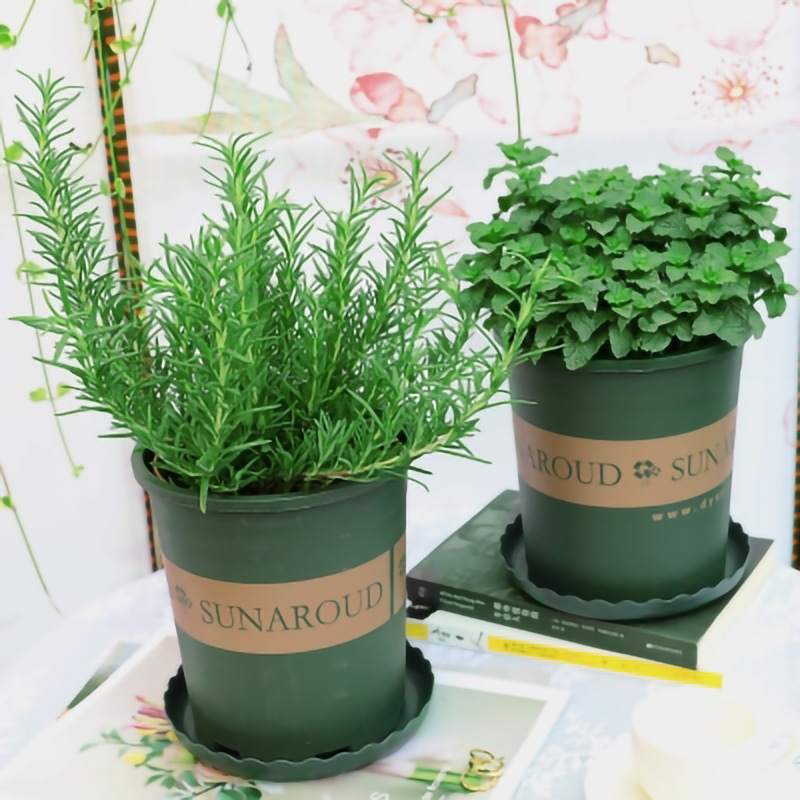 Rosemary Potted Edible Green Plants, Flowers, Indoor Flowers, Steaks, Thyme, Mint, Mosquito Repellent Grass