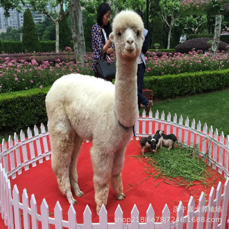 Торговый центр Интерактивная выставка Альпака Аренда Альпака цена где есть утилизация альпака