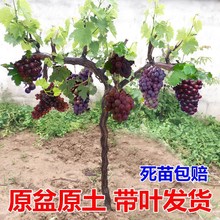 ���ј��m�ش�޷�����������ꖹ�õ�����ј��籱�Ϸ��Nֲ�������