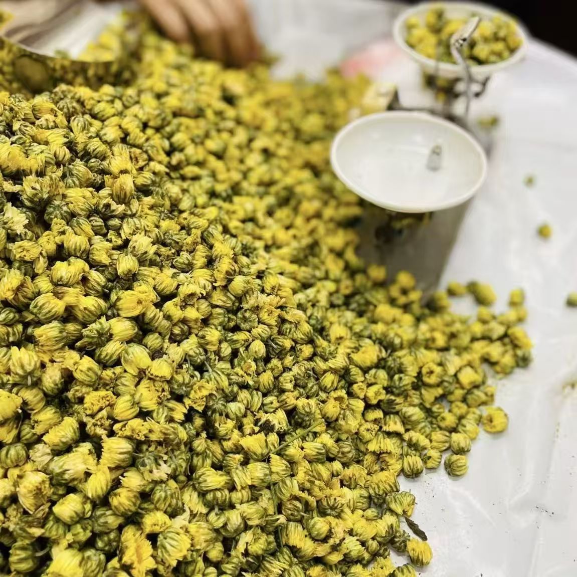 Premium Tai Ju Dried Chrysanthemum Buds 1000g Traditional Herbal Flower Tea for Brewing key features