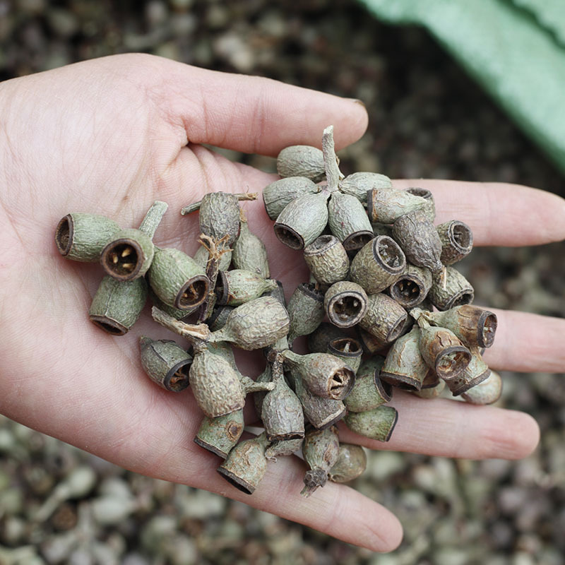 Flores secas, fruta zombie, fruta de eucalipto, campanas de viento, marcos de fotos de frutas, imanes para refrigerador, coronas, kits de materiales DIY de fruta seca hecha a mano, venta al por mayor de fábrica.