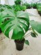The new pile has opened 1 piece of each pot [height 40-50cm] with less opening on the back