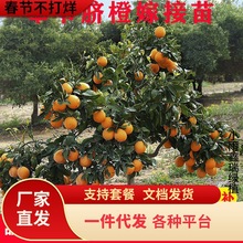 �ؑc�Ě����޽Ӽ~�ɠ����ӿ�����ѪĚ�ȸ��٘����������