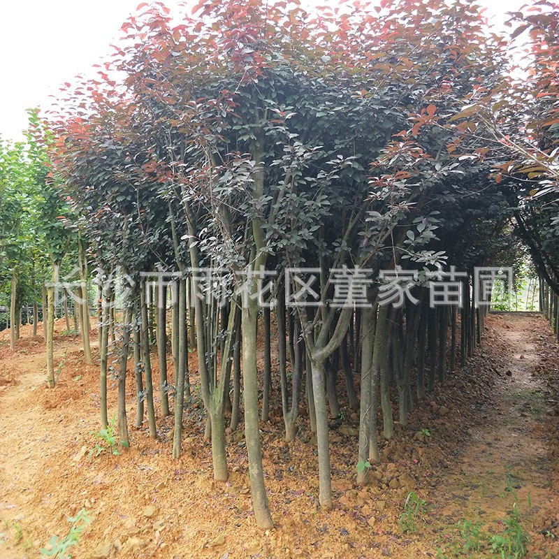 苗圃现货出售湖南紫叶李 红叶李 规格5公分紫叶李树苗大量批发