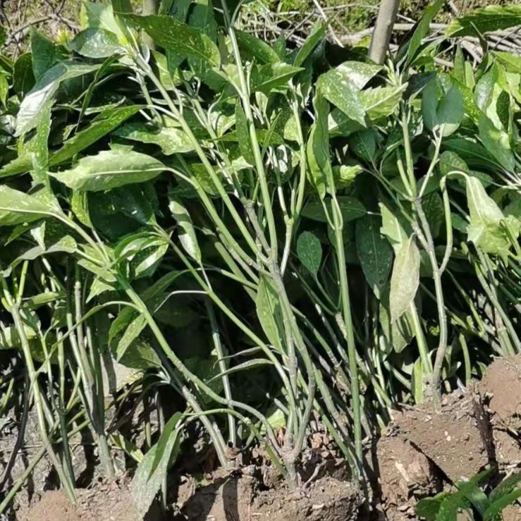 2024-03-26 21:35:55.jpg